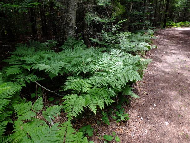 ferns along a trail