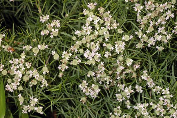 thin leaves and white clustered flowers