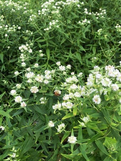 Pycnanthemum virginanum flower and bee