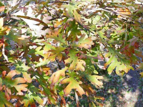 early fall leaves of white oak
