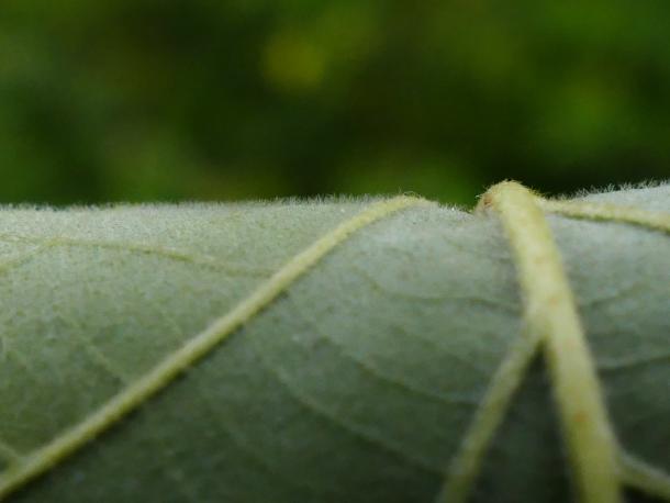 closeup of hairs underside of leaf