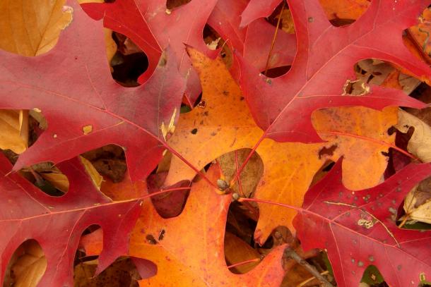 orange and red leaves of scarlet oak in fall