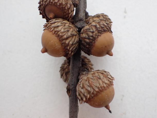 acorns with fringed cups