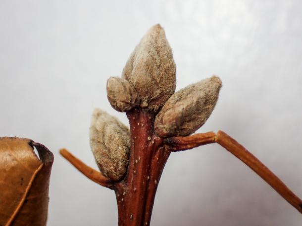 fuzzy terminal buds of black oak