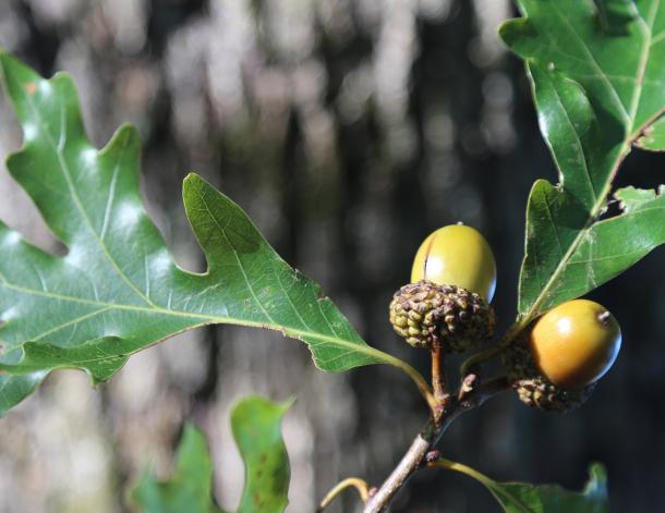 2 unripe yellowish acorns