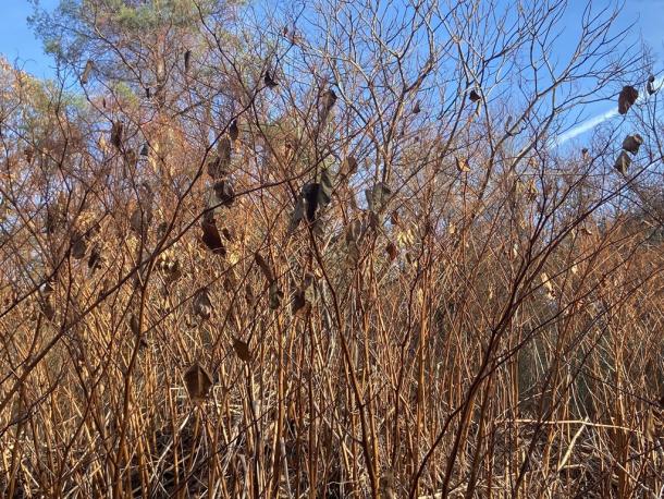 dead stems and leaves of japanese knotweed