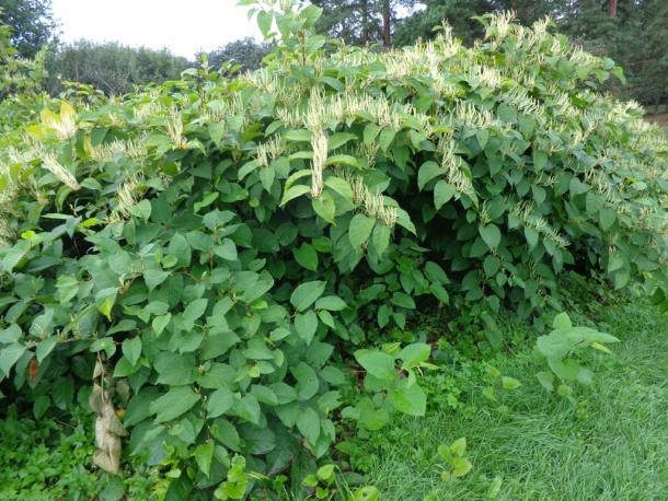 aggressive giant knotweed