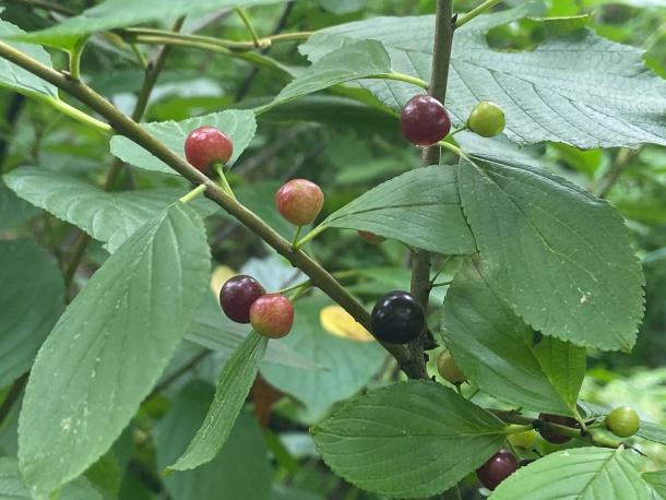 green, red, black fruit of native buckthorn