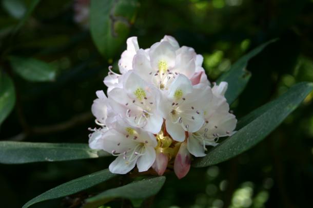 white flower cluster, pink tinge