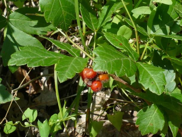red berries with hairs. shiny leaves