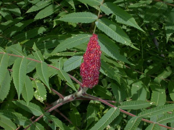 red fruit of staghorn sumac