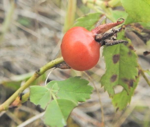 red rounded rose hip, no hairs