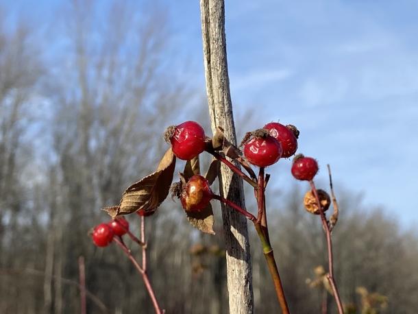 red rose hips with hairs/prickles