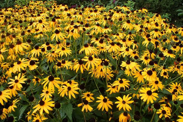 lots of yellow flowers - black eyed susans