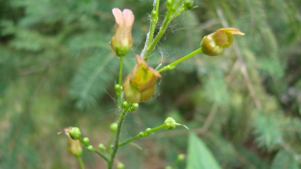 Scrophularia lanceolata flower