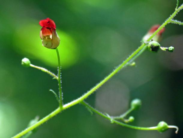 very tiny red tubular flower