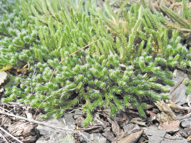 spike moss clump