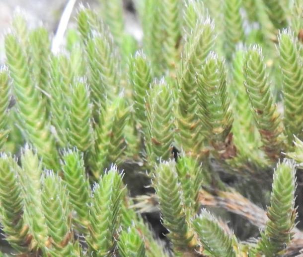 closeup showing white bristle on leaf tip