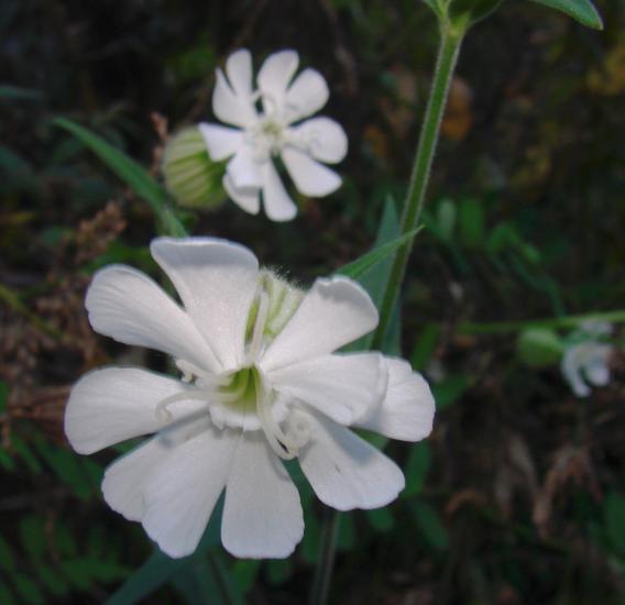 white flower w/strongly notched petals & swollen base