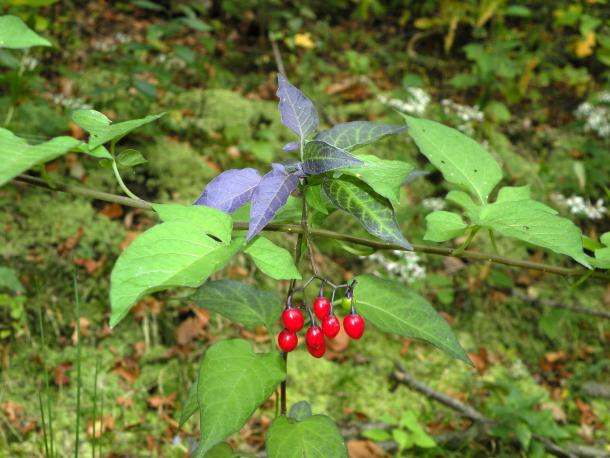 red oval berries, deeply lobed leaves, purple tinge to upper leaves