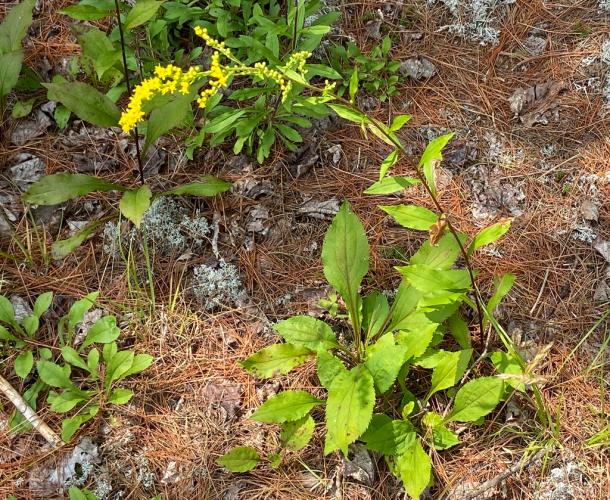 small panicle of yellow fl, winged petioles lower leaves