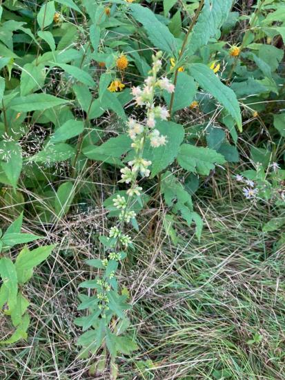 long raceme of white Solidago flowers