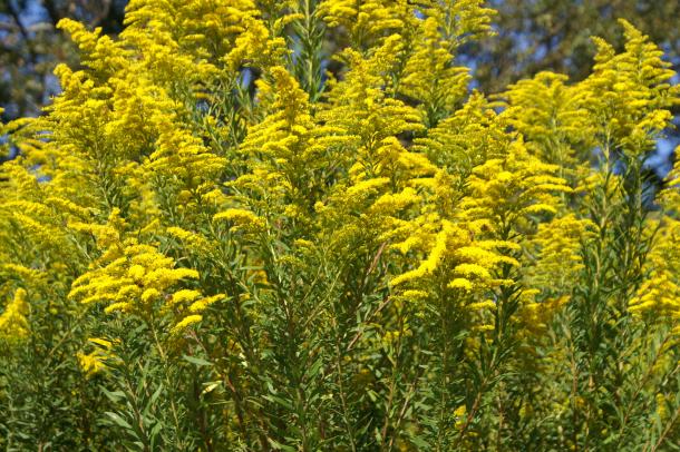 large panicles of yellow flowers