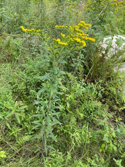 single stalk, narrowish leaves, panicle of yellow flowers