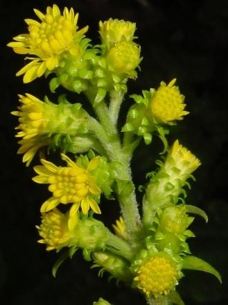 yellow flowers with very recurved involucral bracts