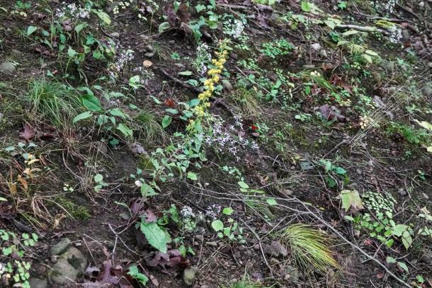 single stalk, thin panicle of yellow flowers
