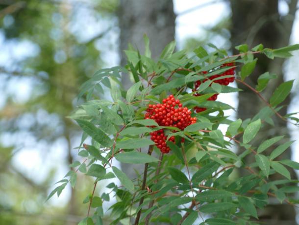 bright red berries & compound leaves