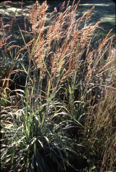 Indian grass seedheads