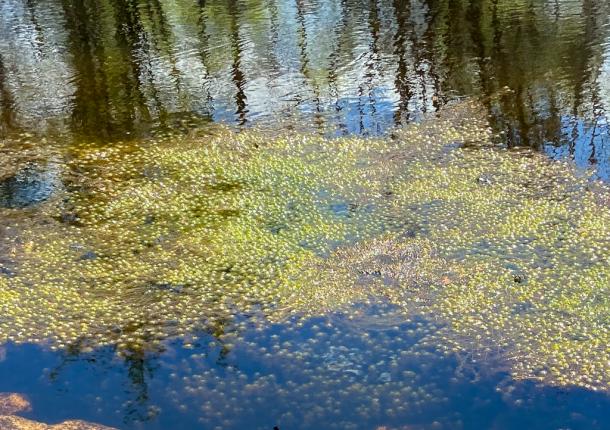 green vegetation floating in/on pond