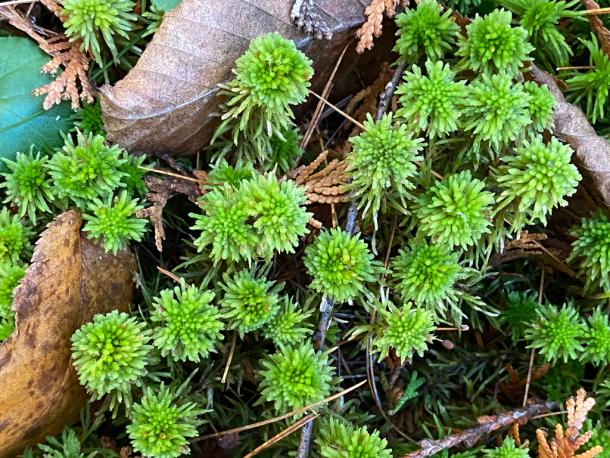 bright green tufts of sphagnum moss