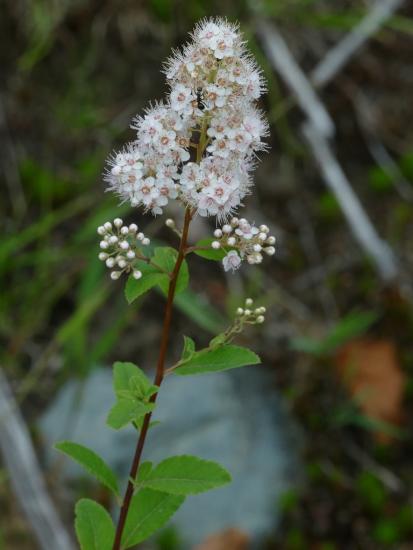 Spiraea alba var latifolia flower