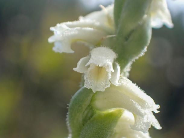 close up of white orchid w yellow throat