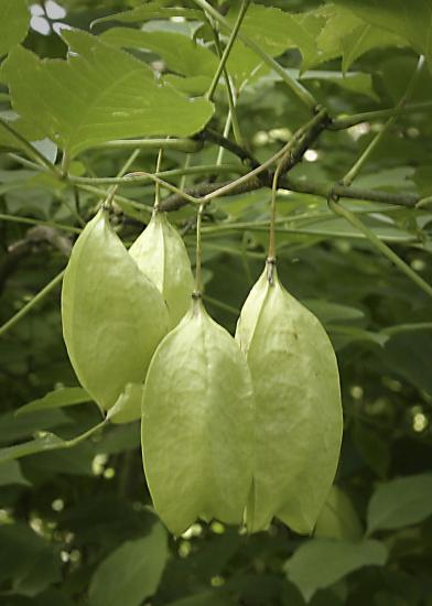 puffy, yellow-green oval seed pods hanging