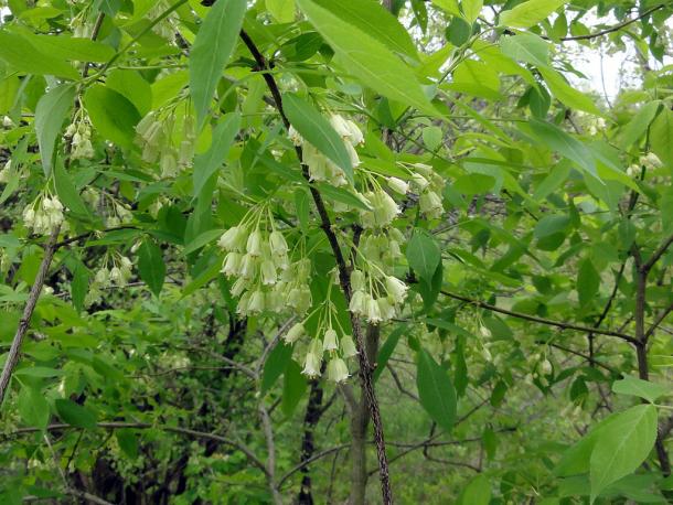 white bell flowers hang in clusters