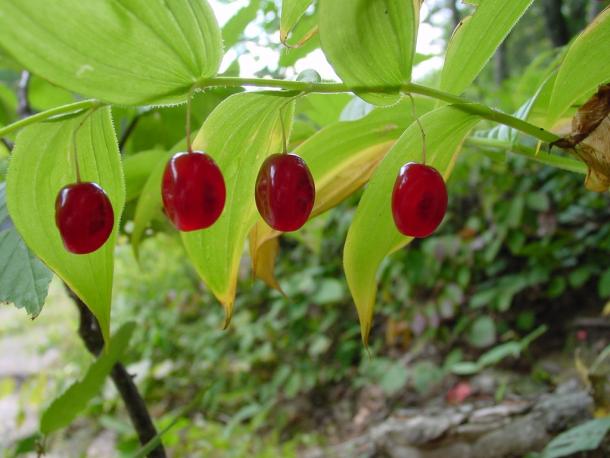 red berries of Streptopus lanceolatus