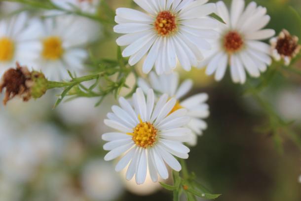closeup of white aster flowers
