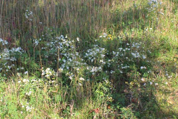 large patch of lance-leaved aster in a field