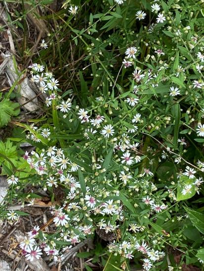 plant habit, lots of small white flowers, green leaves