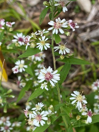 white petaled aster with red or yellow centers