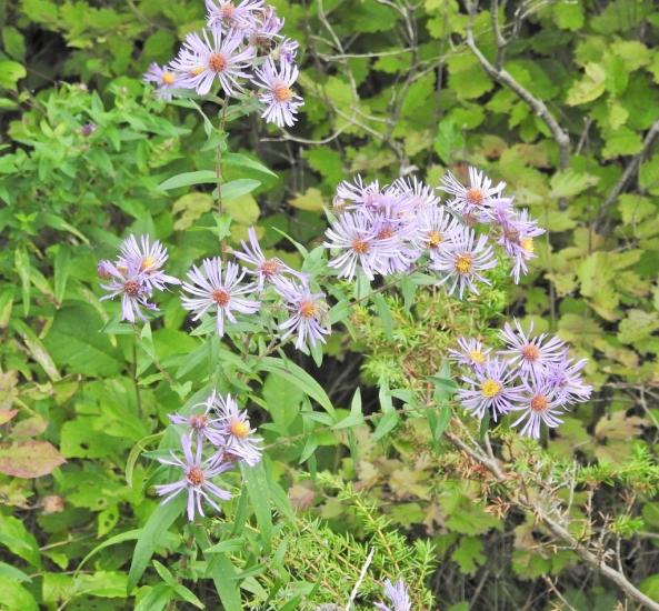 pale purple aster flowers