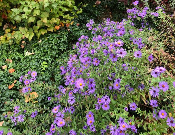 purple aster flowers in garden