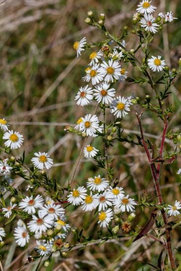 lots of small white aster flowers