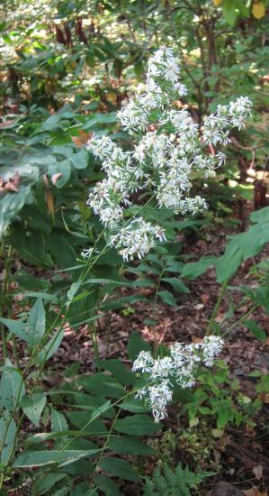 large panicle of white aster flowers