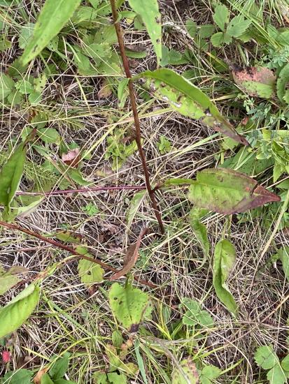 dark stem with long petioled heart/arrow shaped leaves