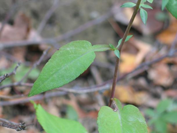 Symphyotrichum lowrieanum leaf