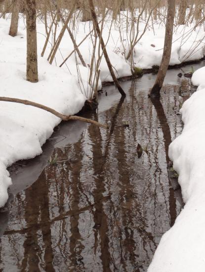 sjunk cabbage spathes poking out of low water with snow on banks